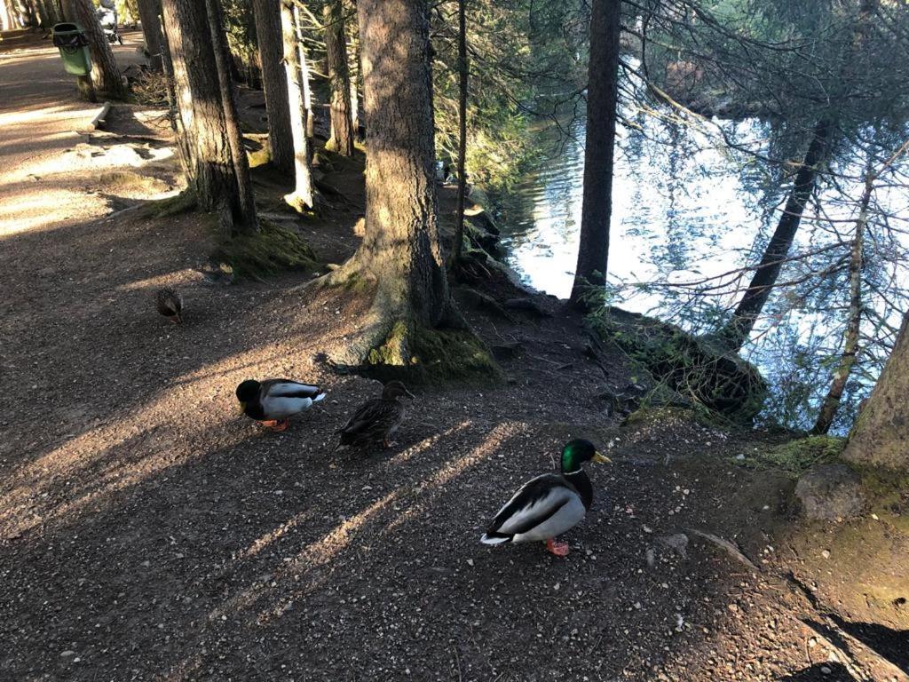 سيفيلد ان تيرول Lakeside Apartments Seefeld المظهر الخارجي الصورة